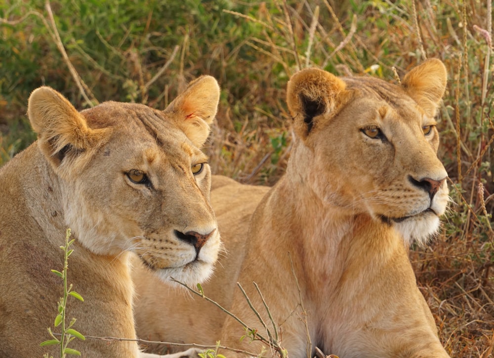 a couple of lions in a field