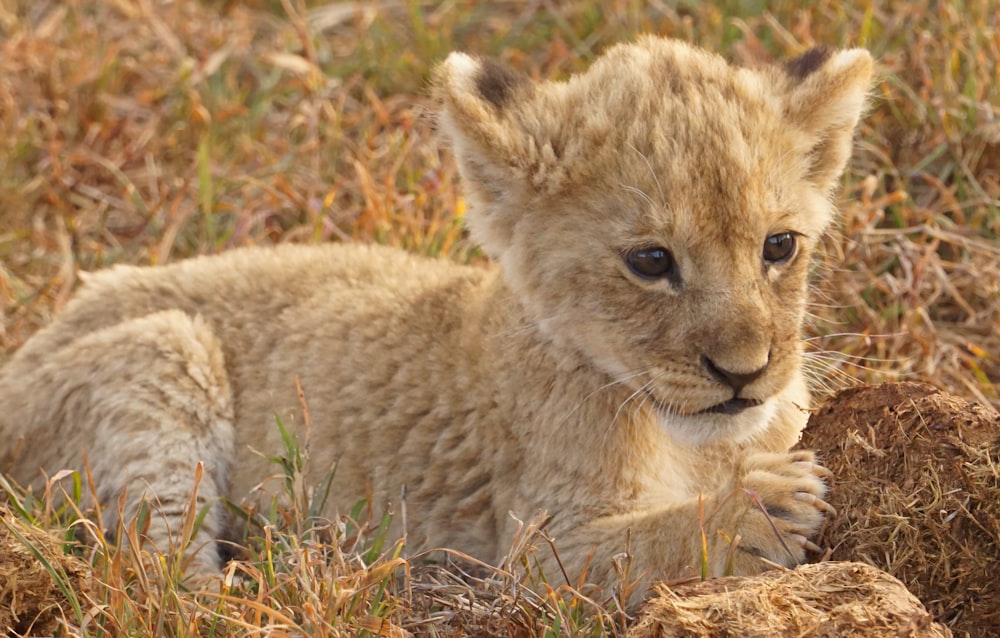 a lion lying in the grass