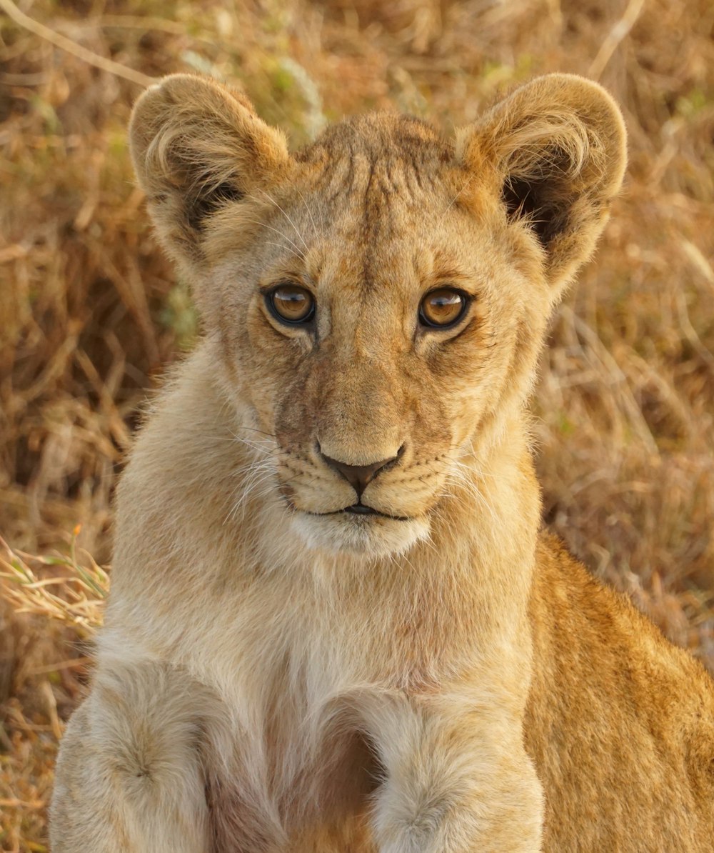 a lion lying down