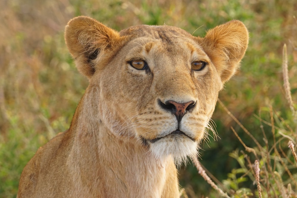 a lion looking at the camera