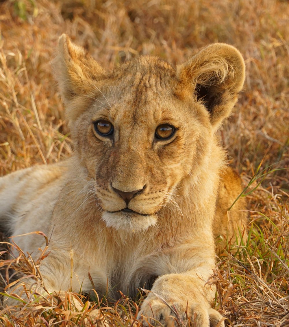 a lion lying down