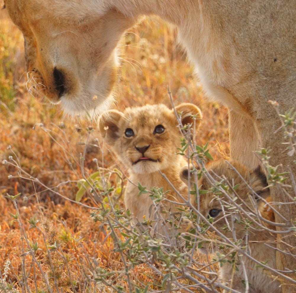 a lion cub in the grass