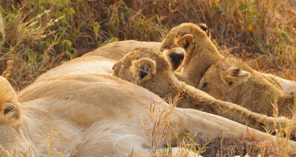 a group of lions lying in the grass