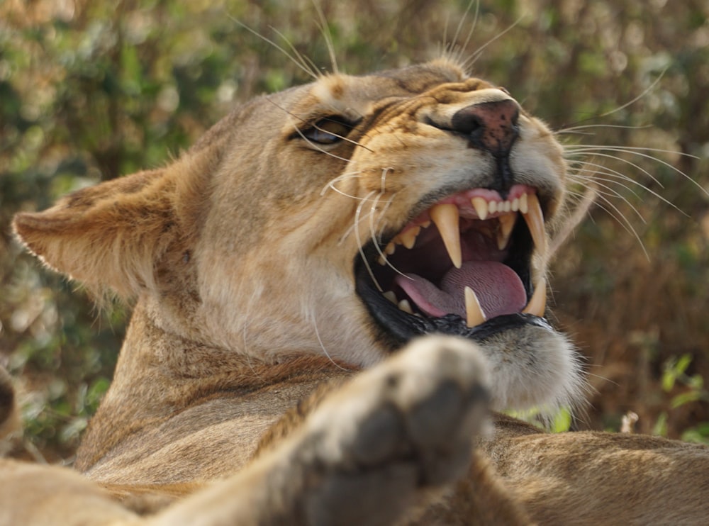 a lion with its mouth open