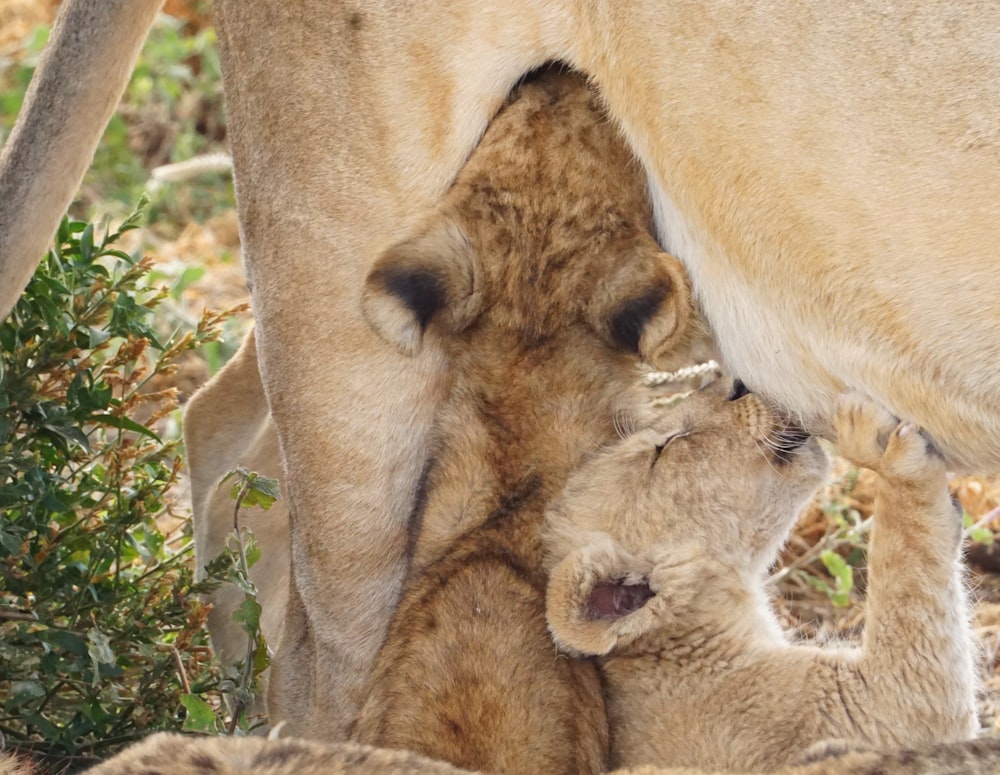 a couple of lions