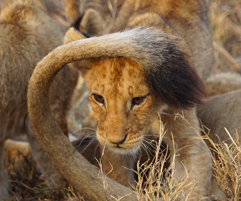 a lion lying down