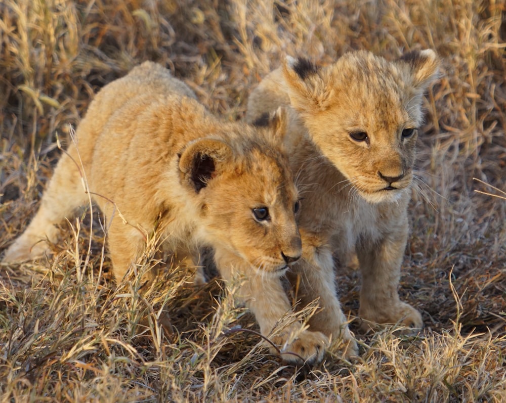 a couple of lions in a grassy area