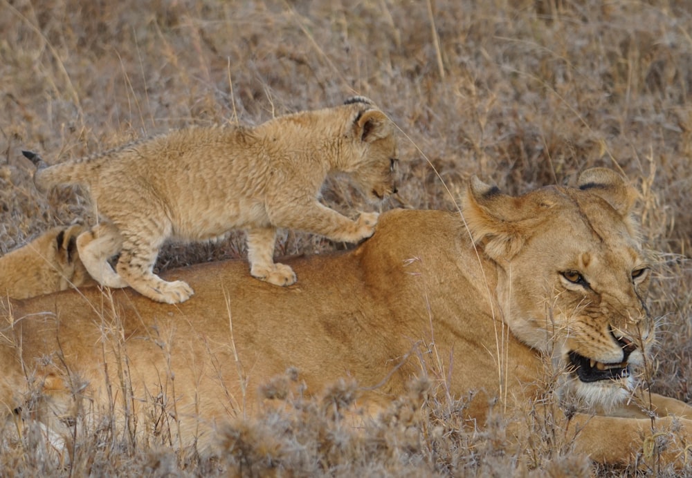 a lion and a lioness lying in the grass