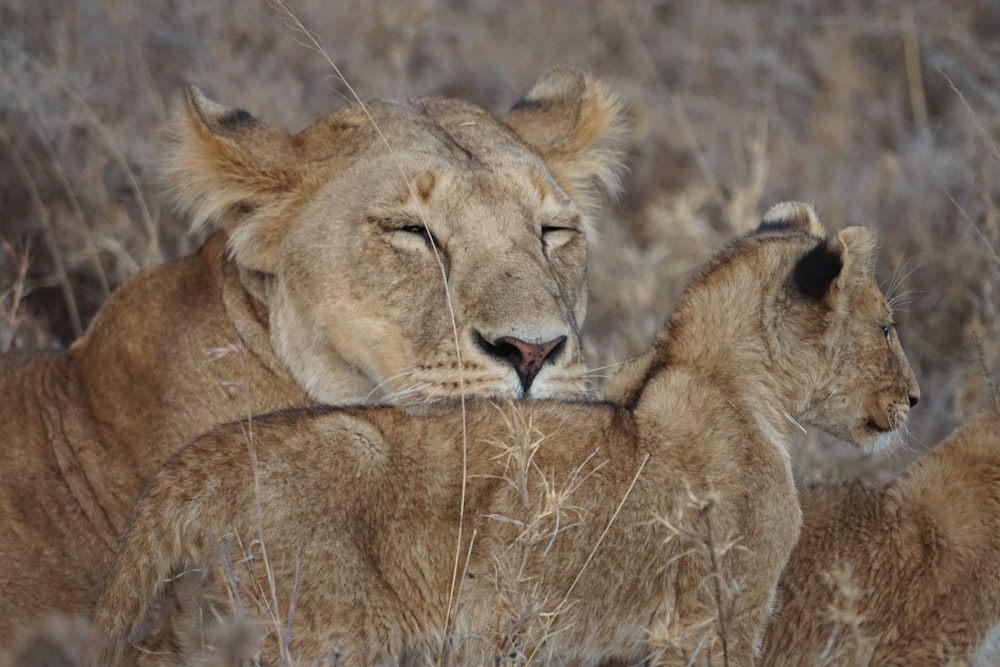 a couple of lions lying down