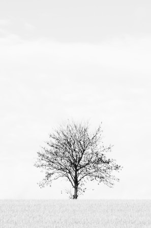 a tree in a field