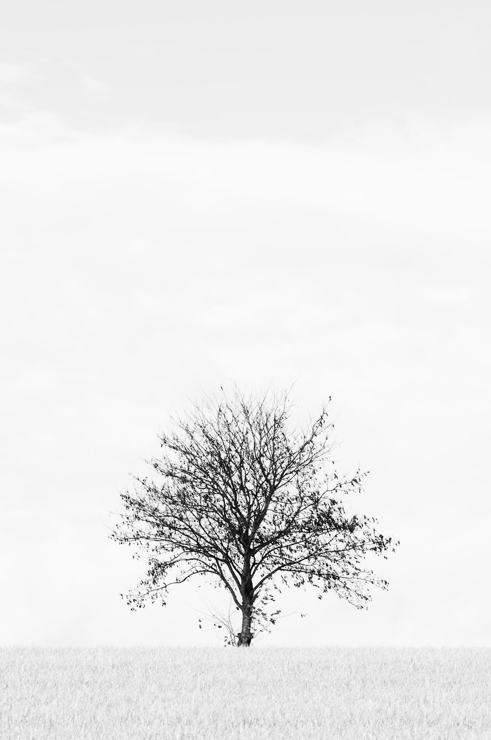 a tree in a field