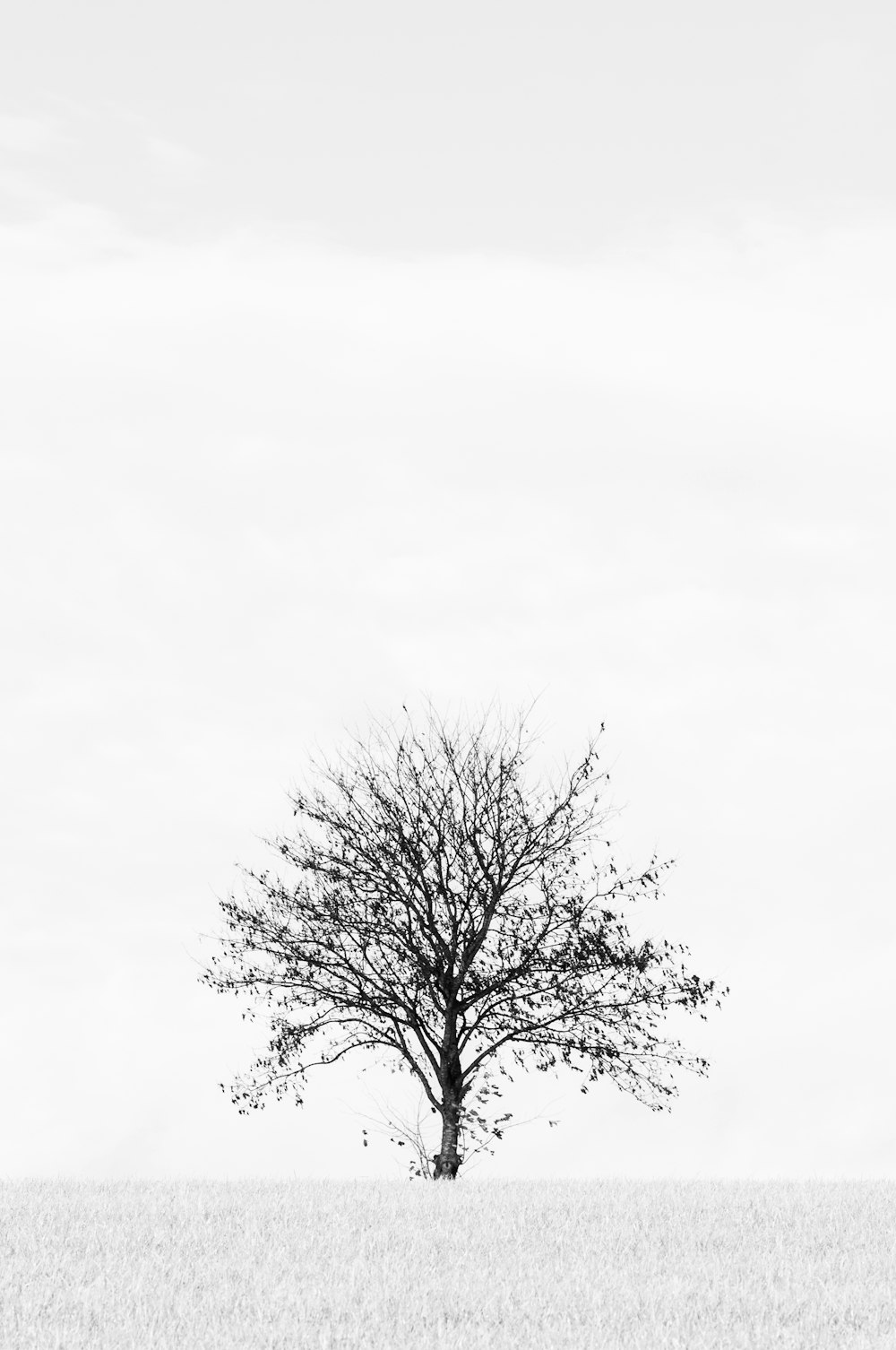 Un albero in un campo