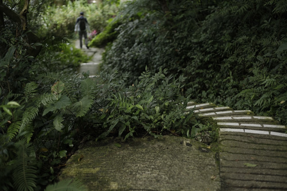 a person walking on a path in a forest