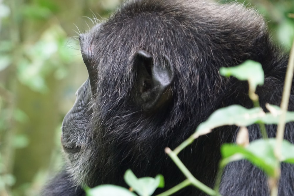 a monkey eating leaves