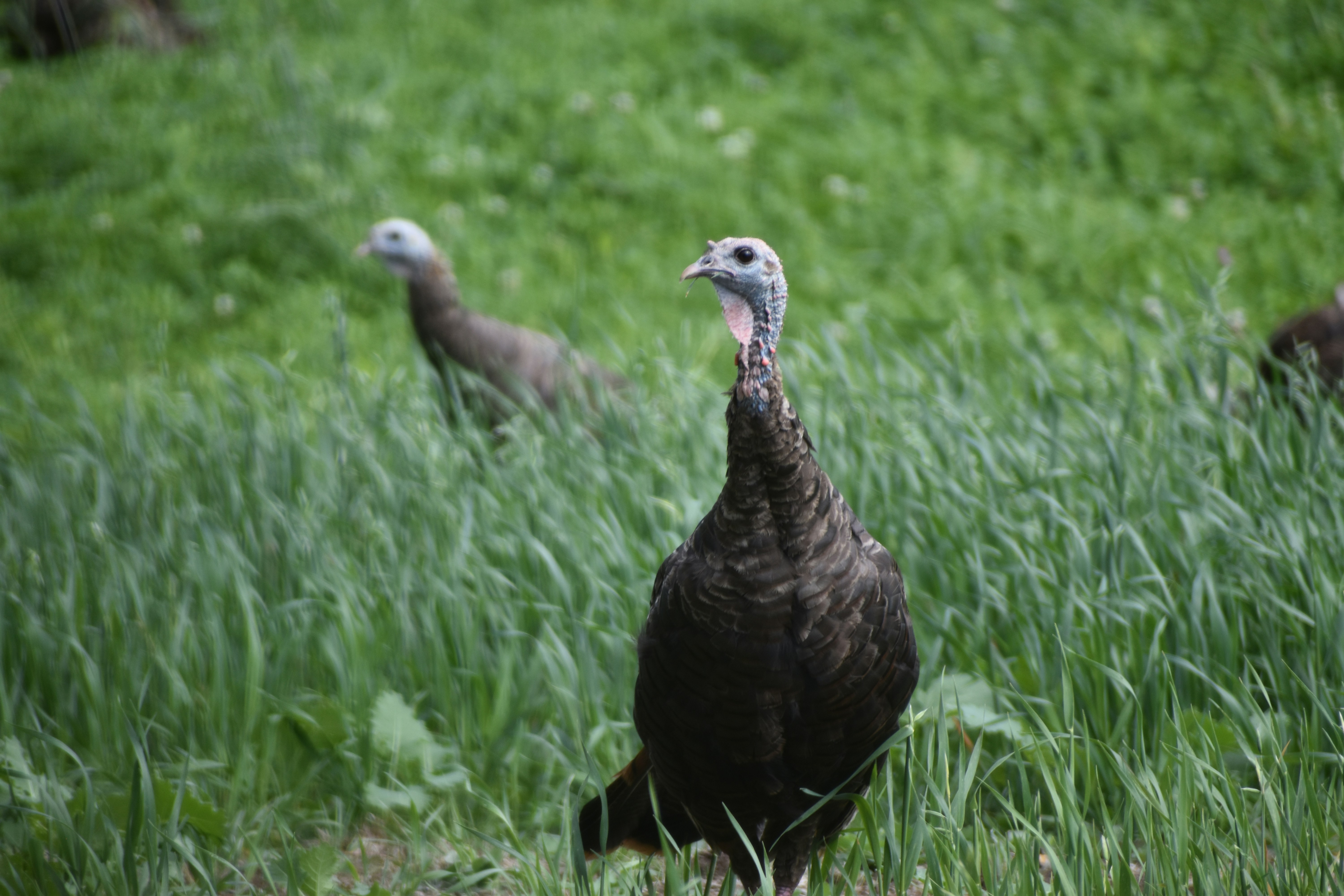 Photo: Two turkeys in a field of grass.