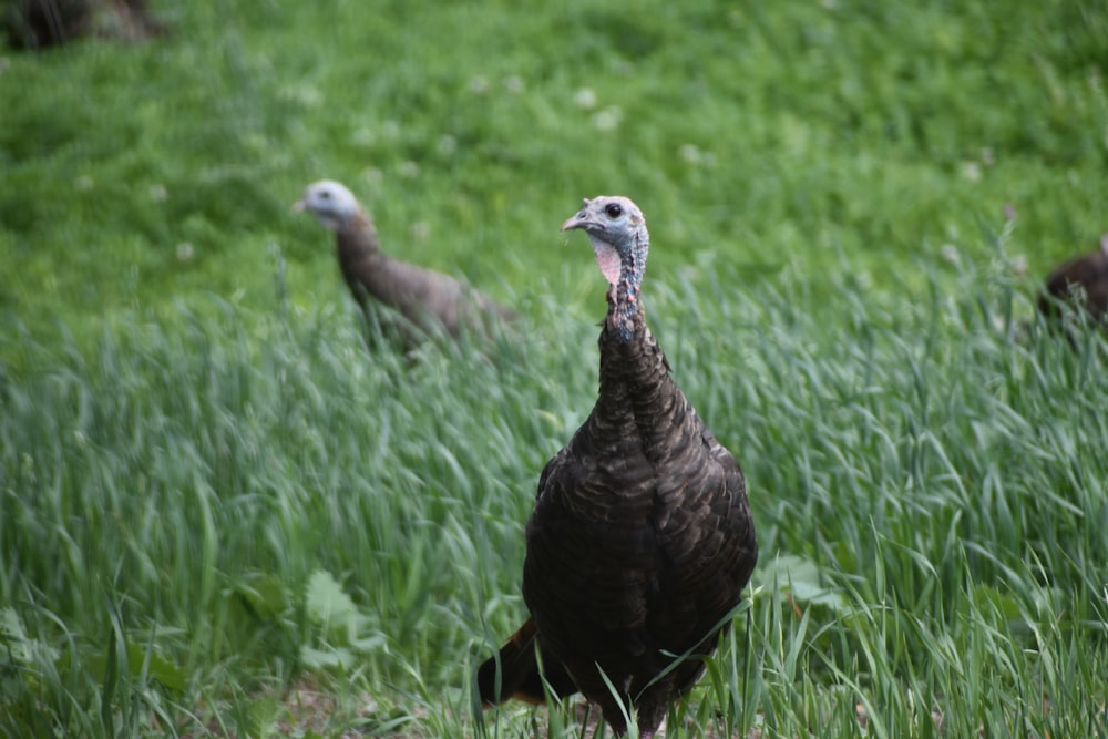 a couple of birds in a grassy field