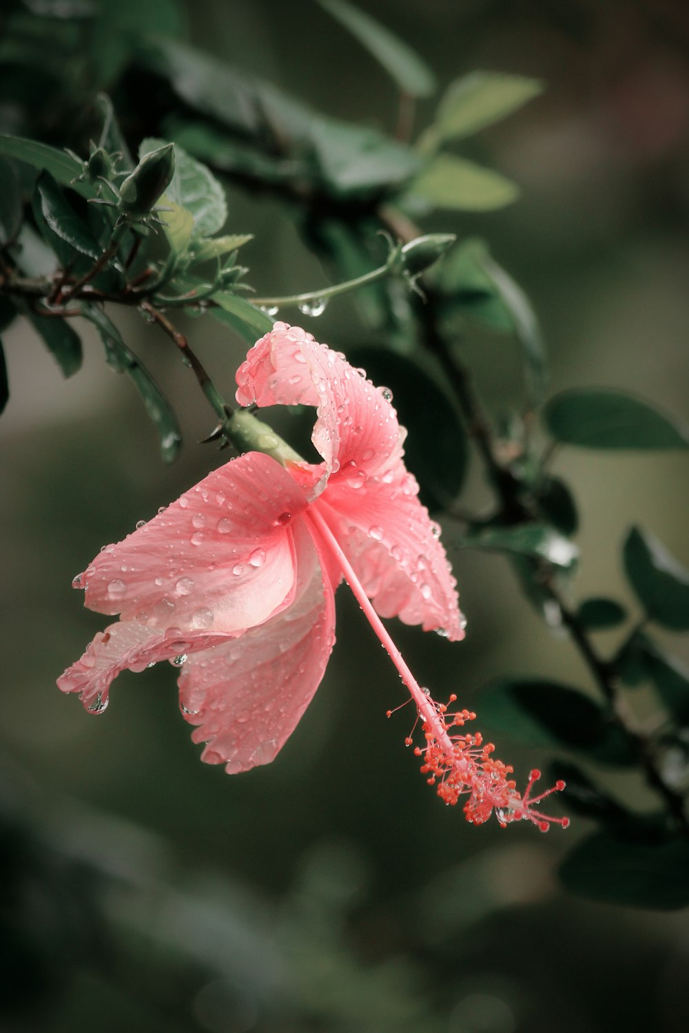 a close up of a flower