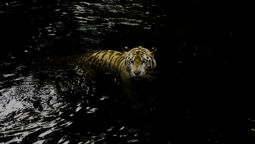 a tiger swimming in water