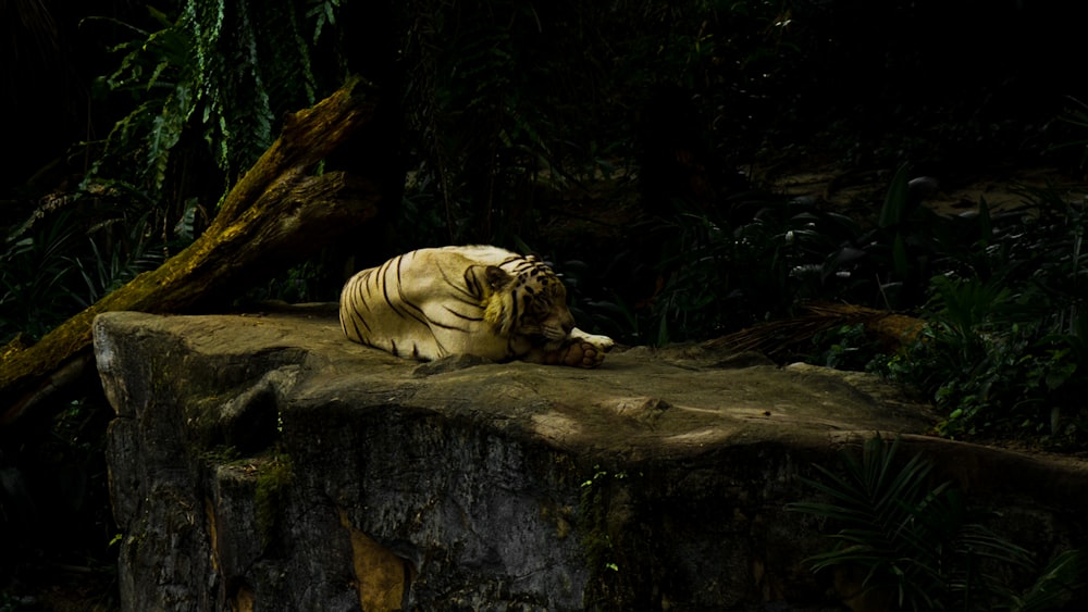 a tiger lying on a log