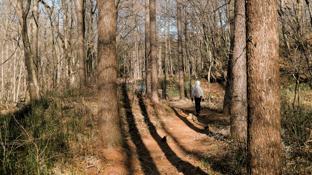 a person walking on a path in a forest