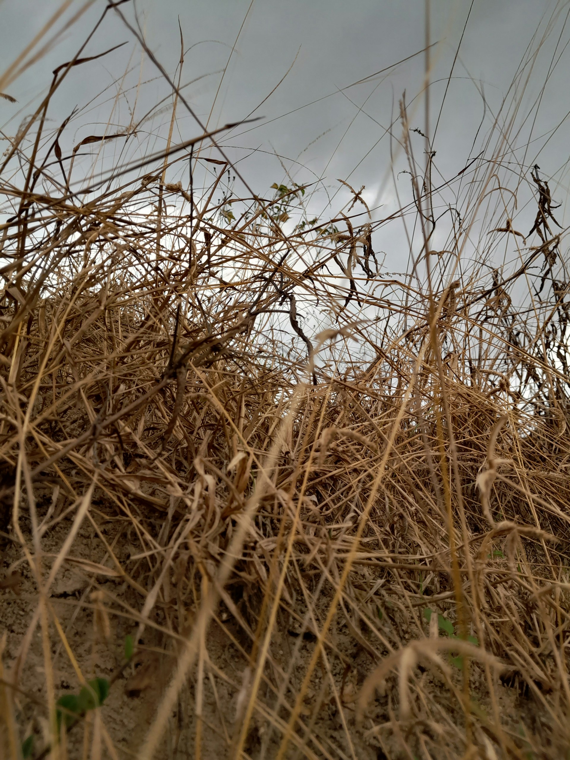 a field of wheat