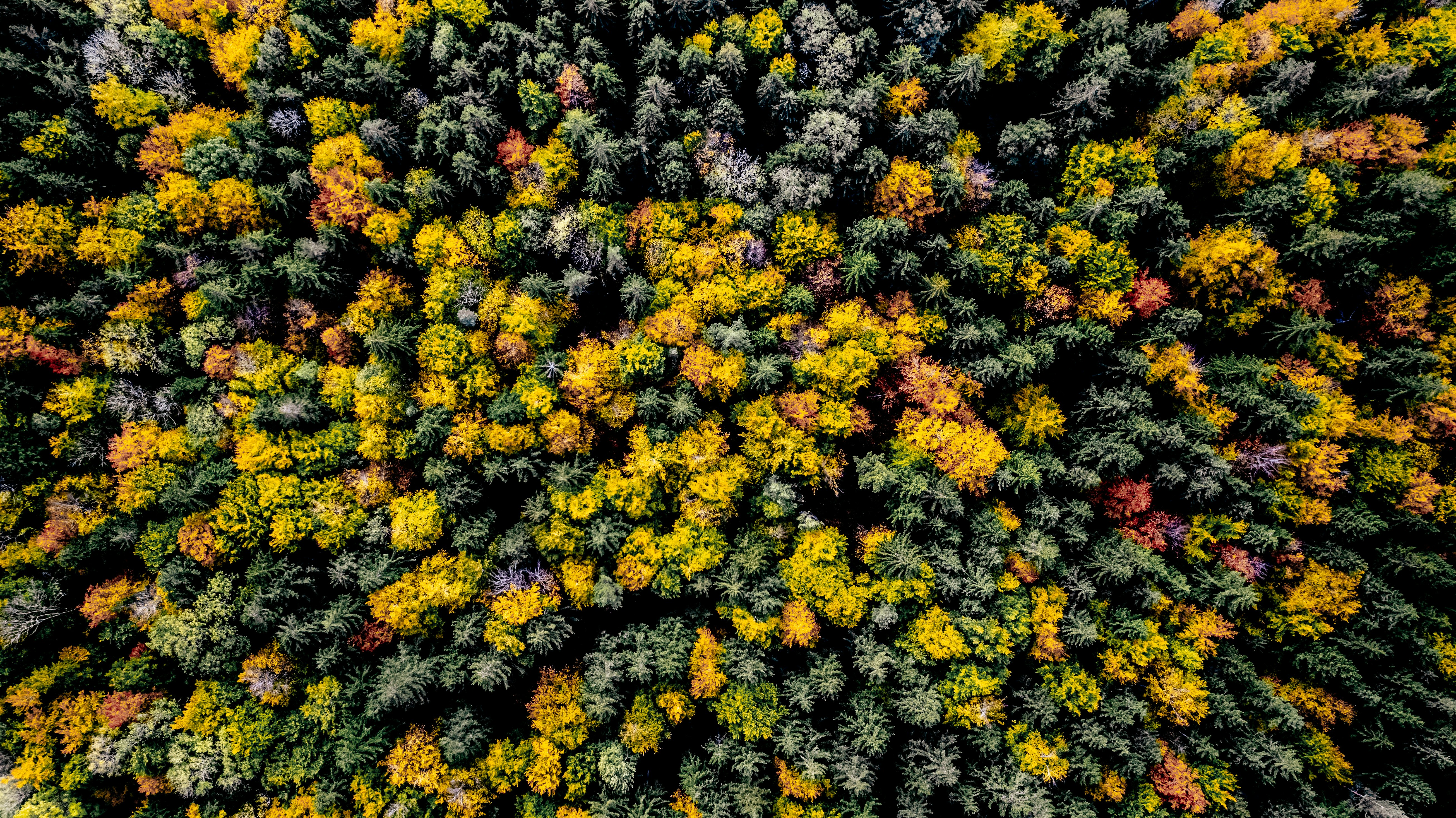 a large group of plants with yellow and orange leaves