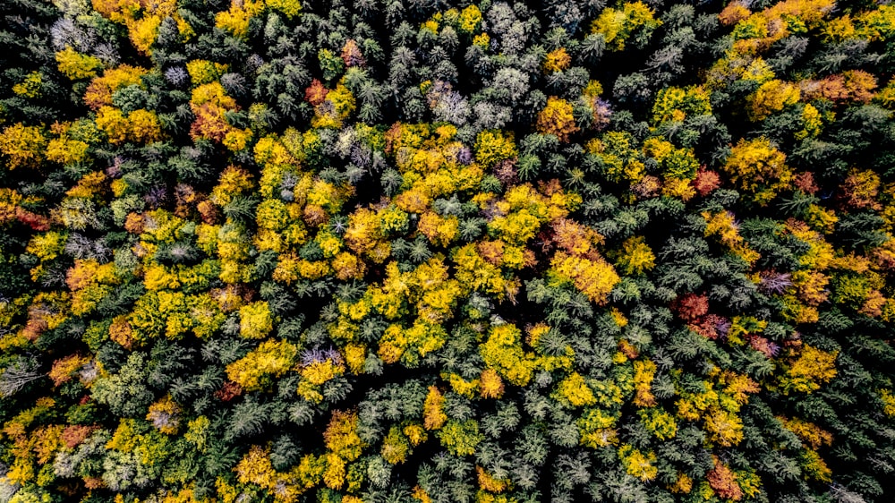 a large group of plants with yellow and orange leaves