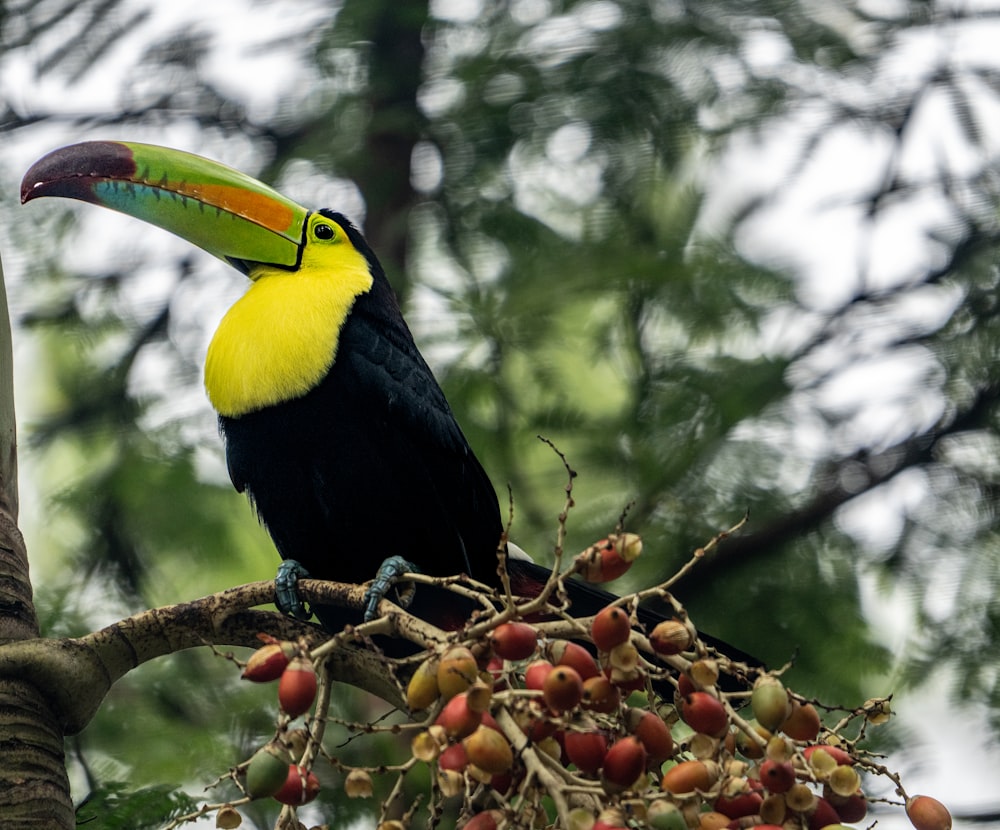 a bird with a banana on its head