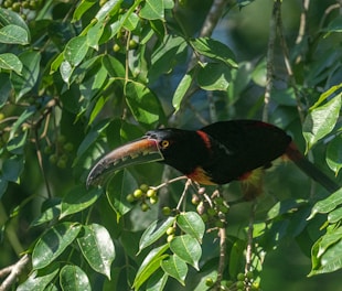 a bird in a tree