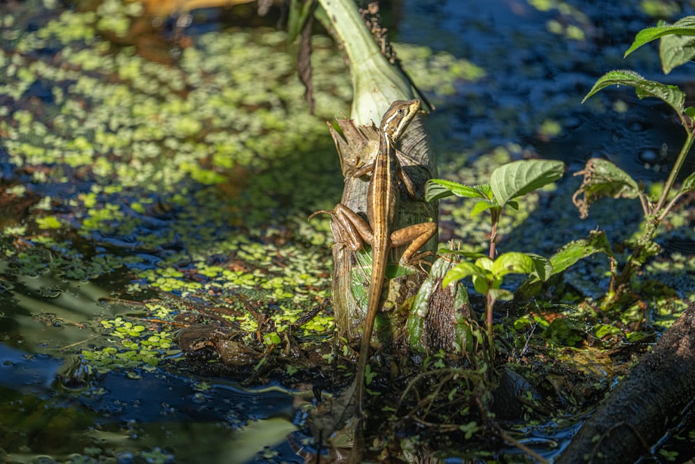 a plant growing in the ground