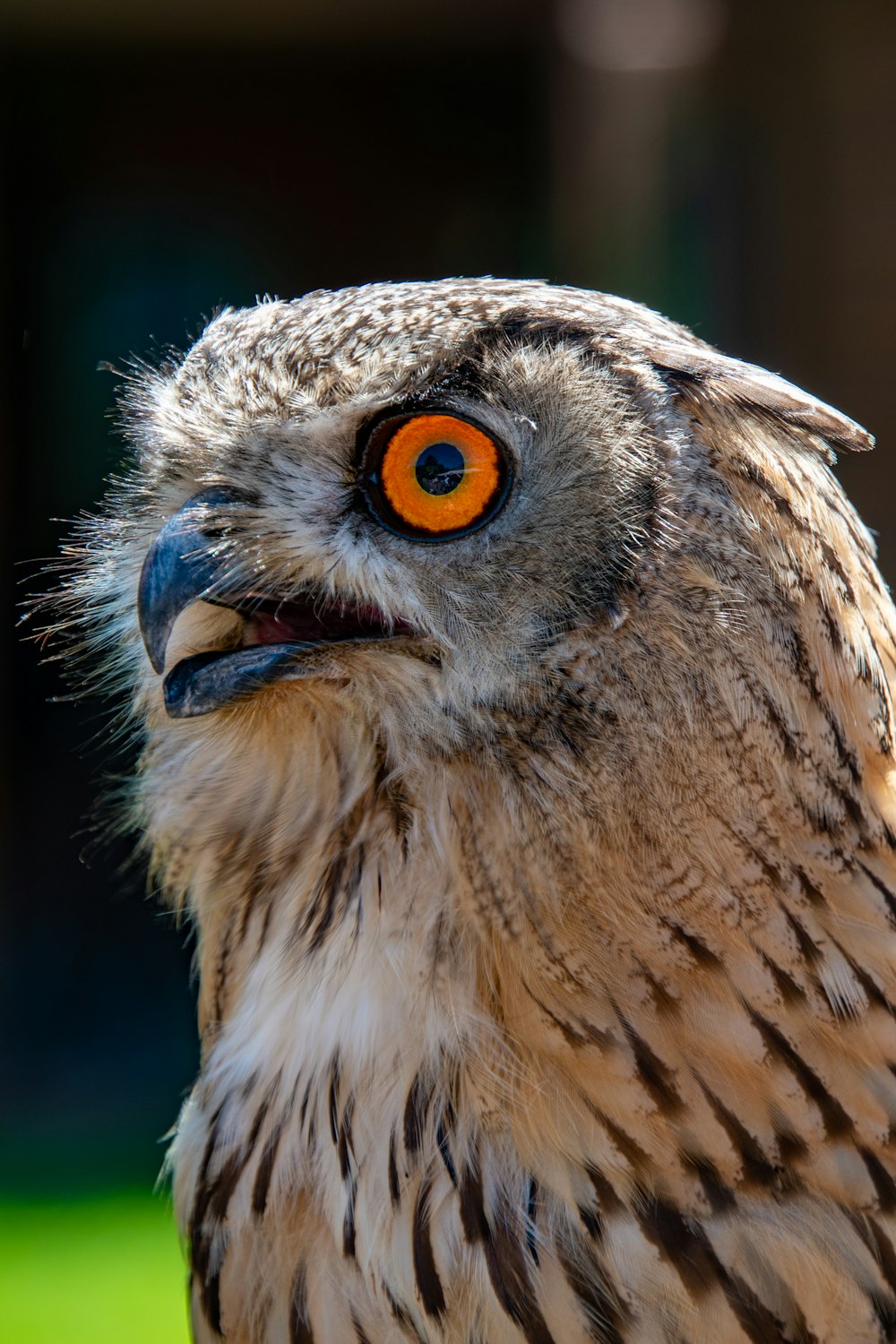 a close up of an owl