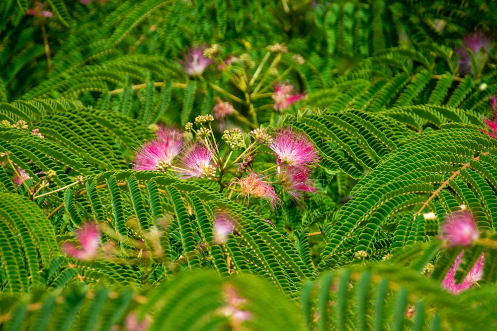 a close up of some flowers