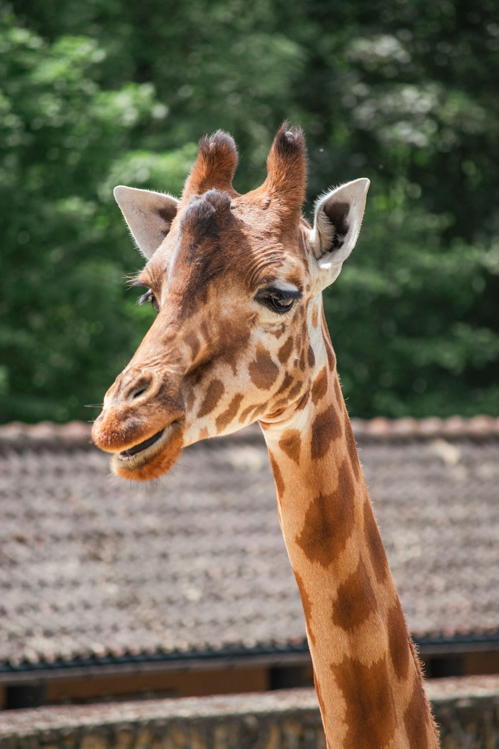 a giraffe stands in a zoo exhibit