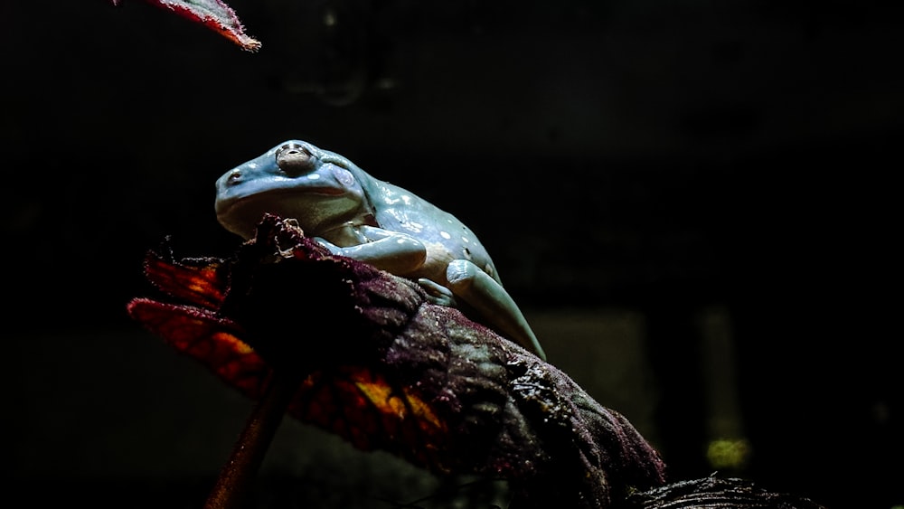 a frog on a black surface