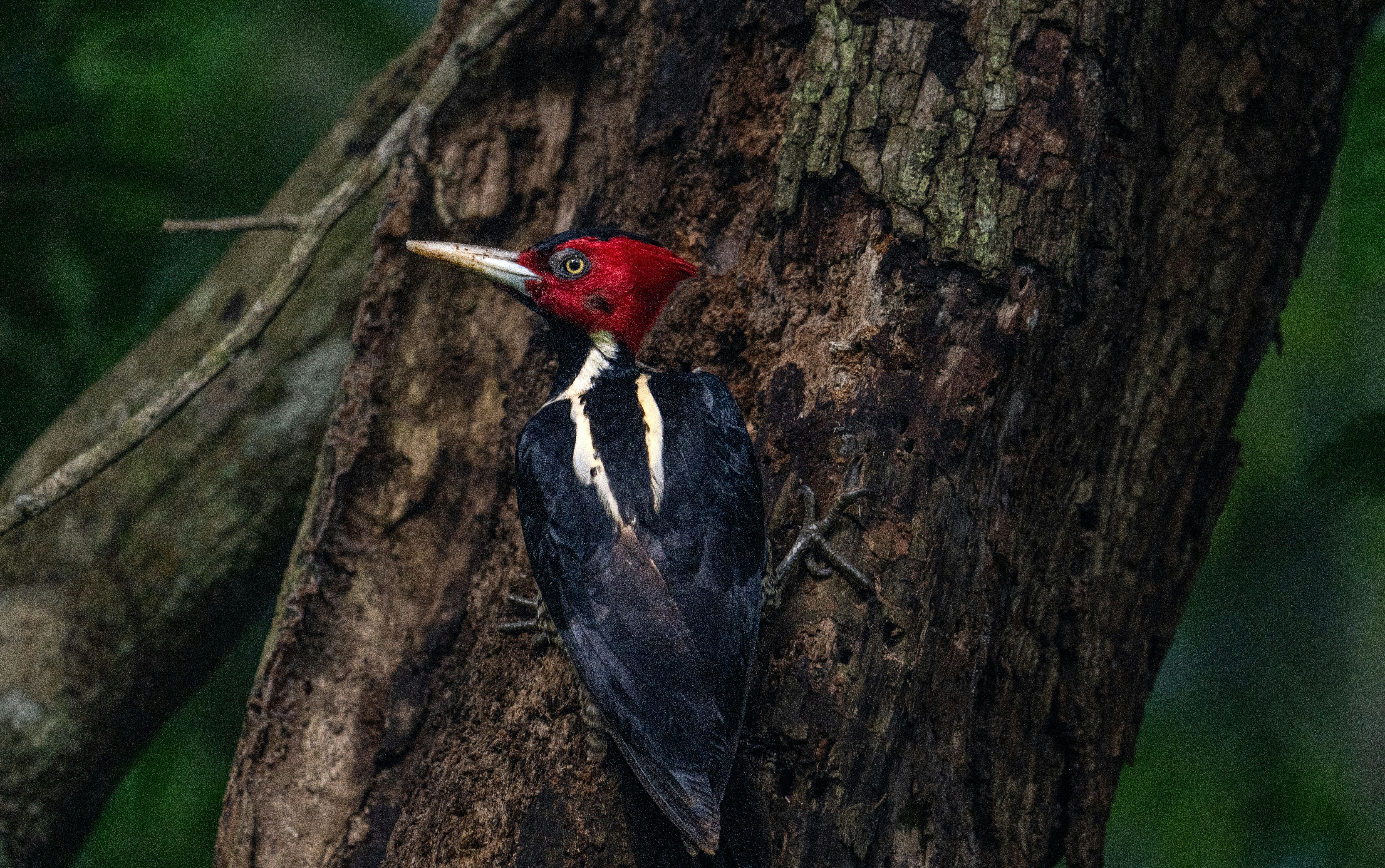 Pale-Billed Woodpecker