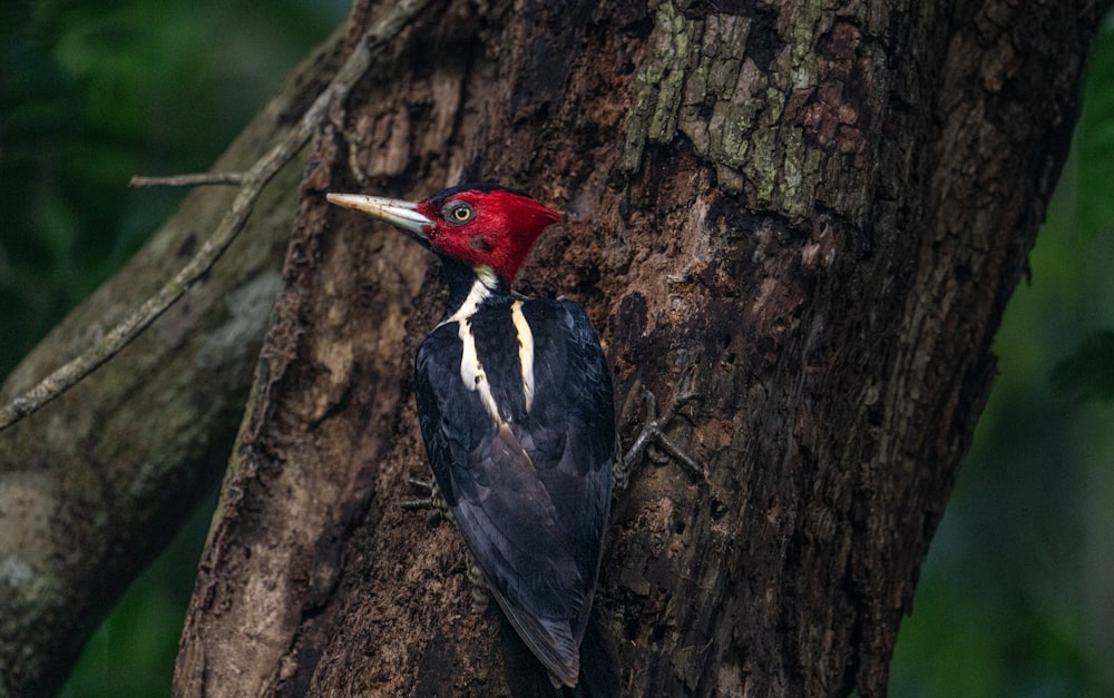 a bird on a tree