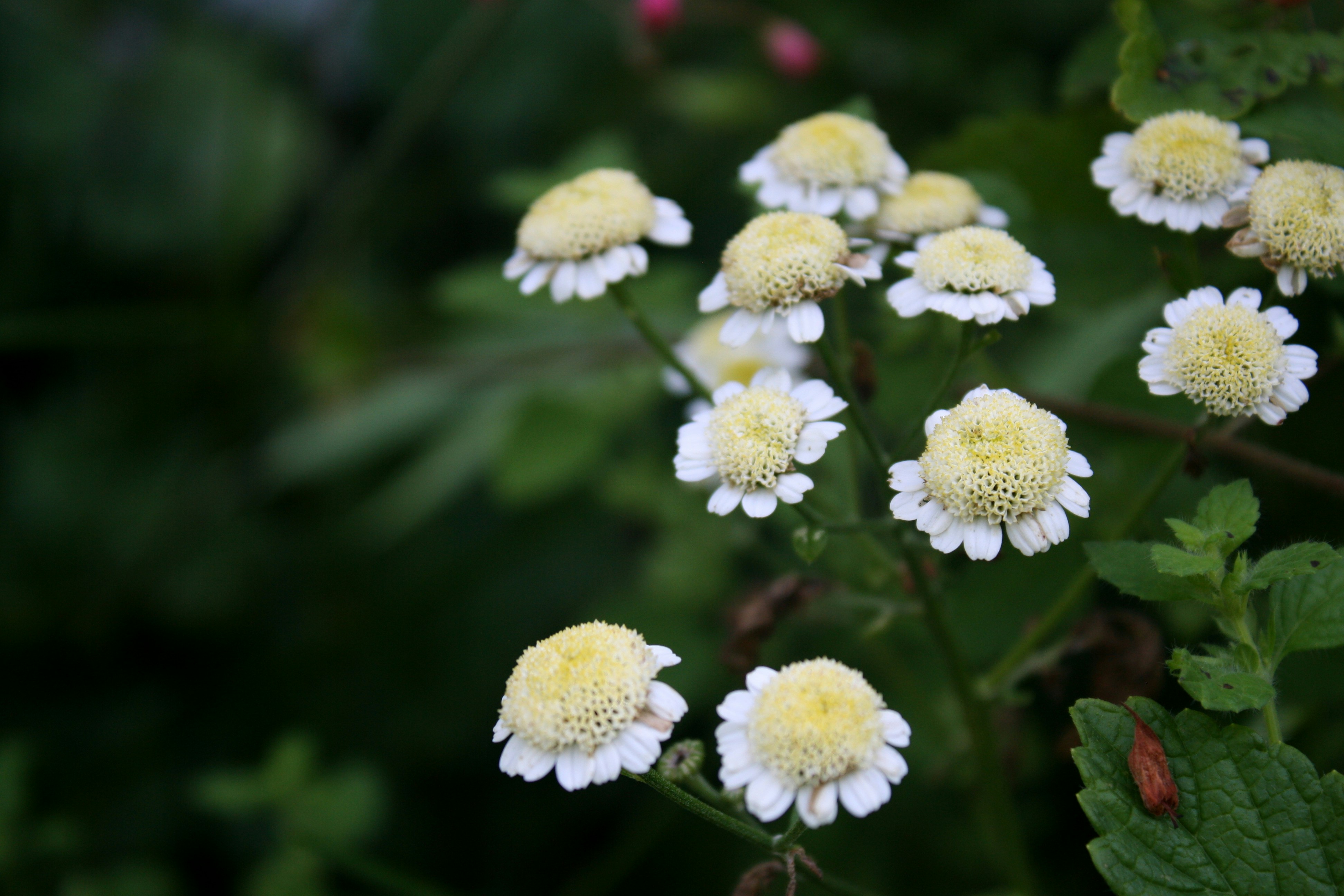 feverfew plant