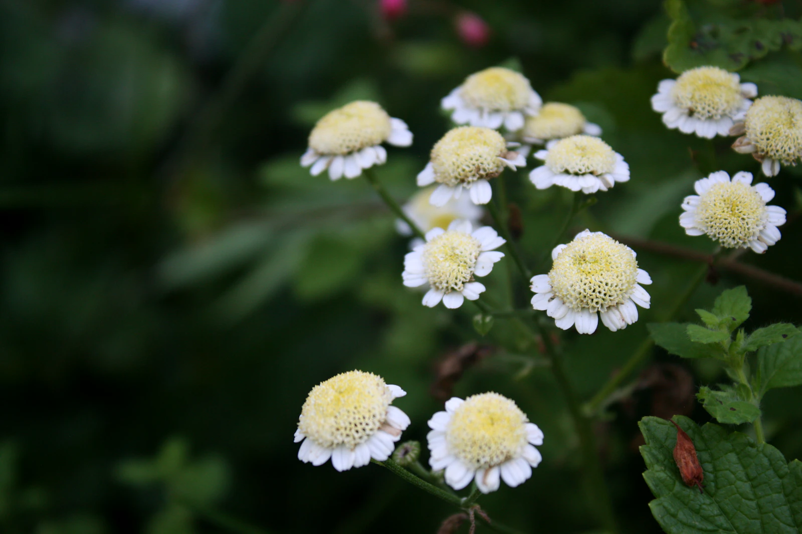 A cluster of low-growing perennials in soft light, the kind of planting that asks for almost nothing.