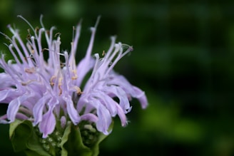 a bee on a flower