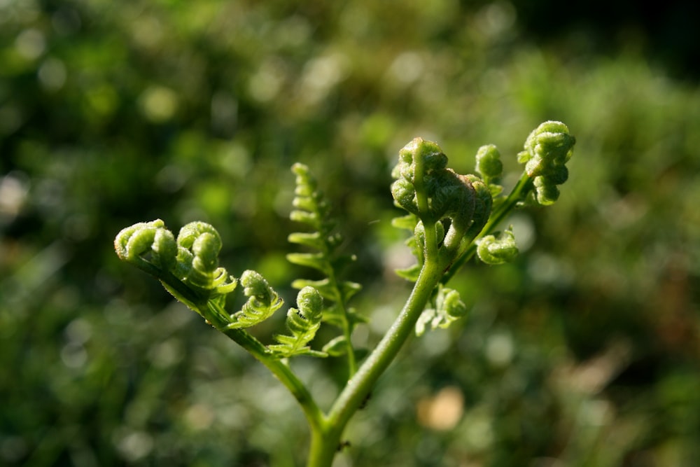 close-up of a plant