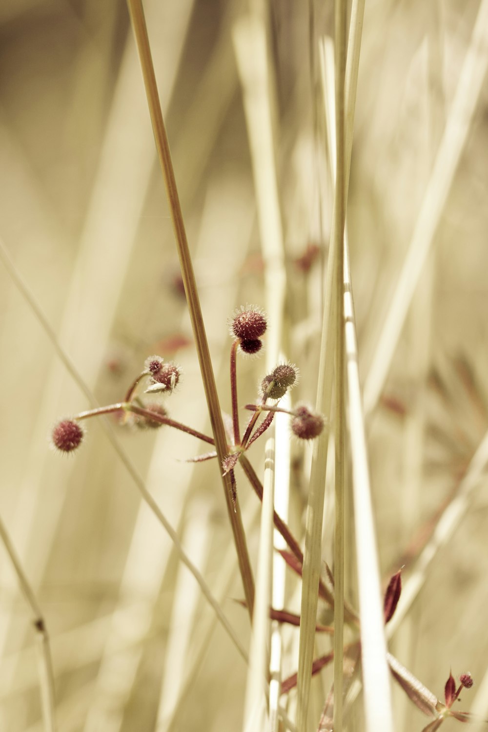 a close up of a plant