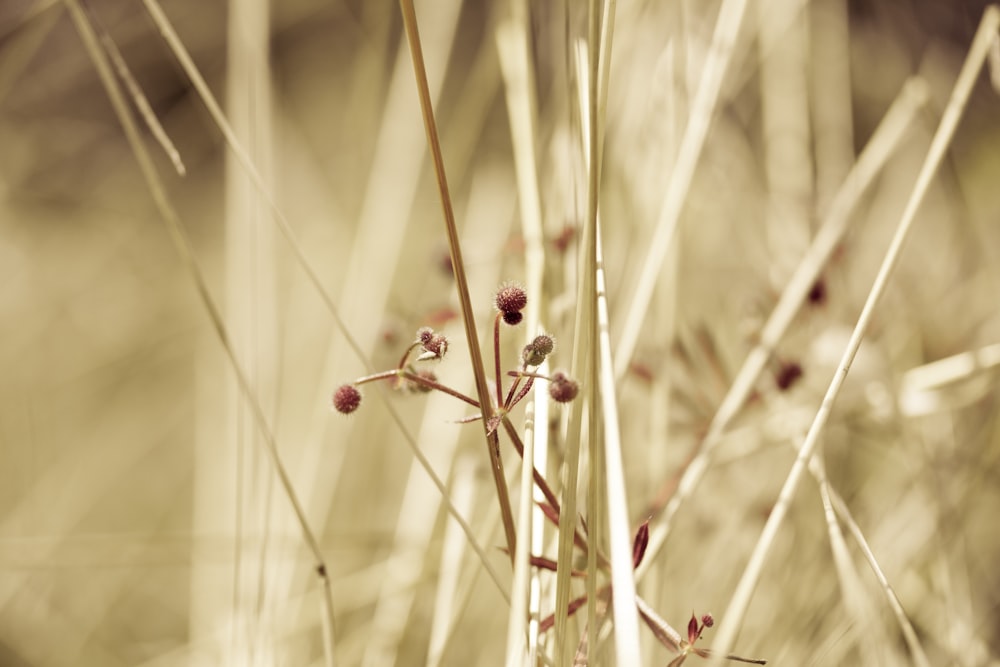 a close up of some branches