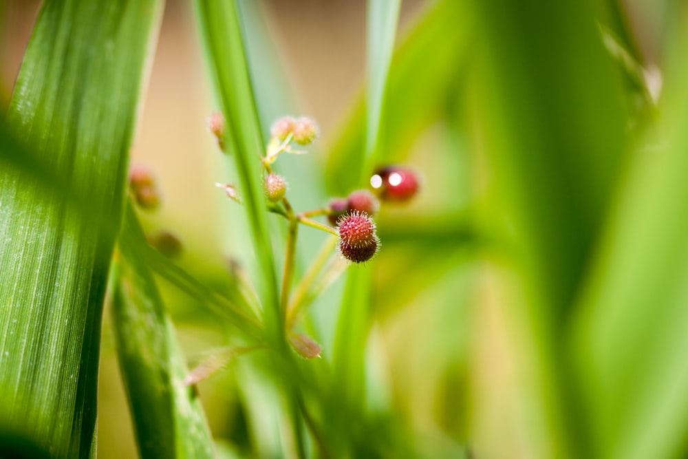 a close up of a plant with a red berry on it