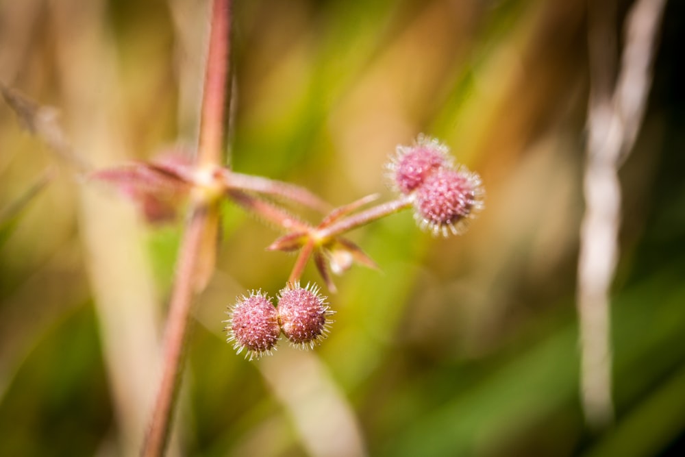 close up of a plant