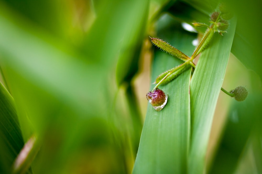 a bug on a leaf