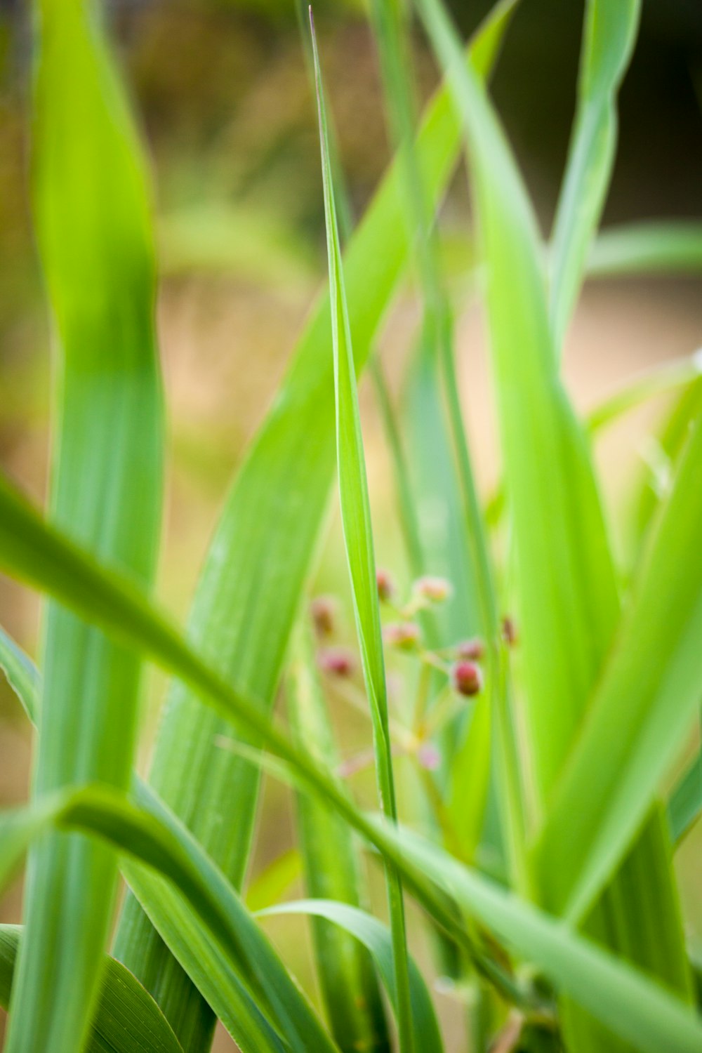 close up of a plant