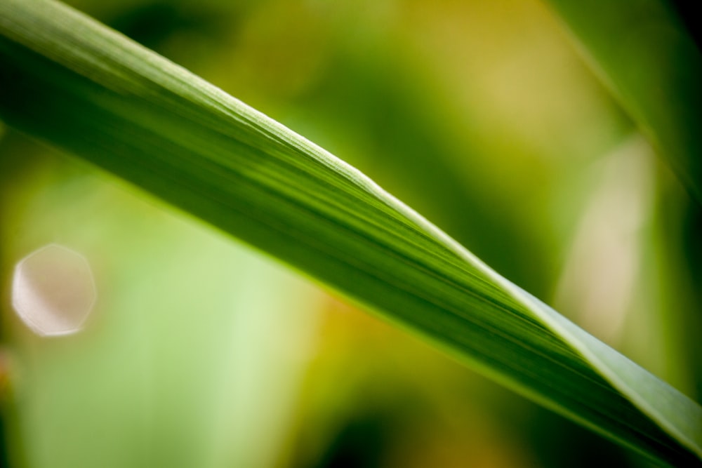 a close up of a blade of grass