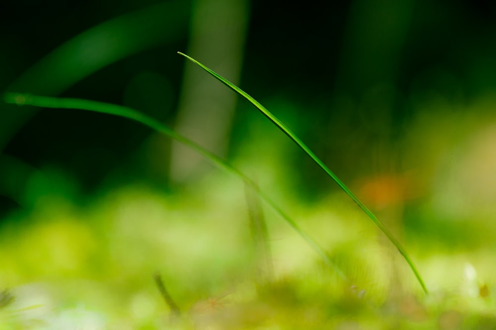 close up of a plant