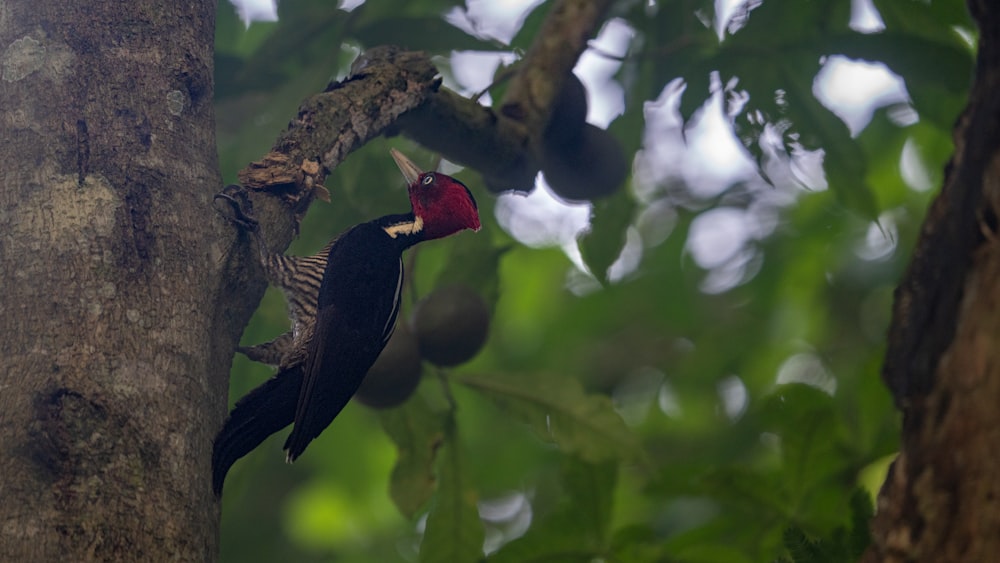 a bird perched on a tree