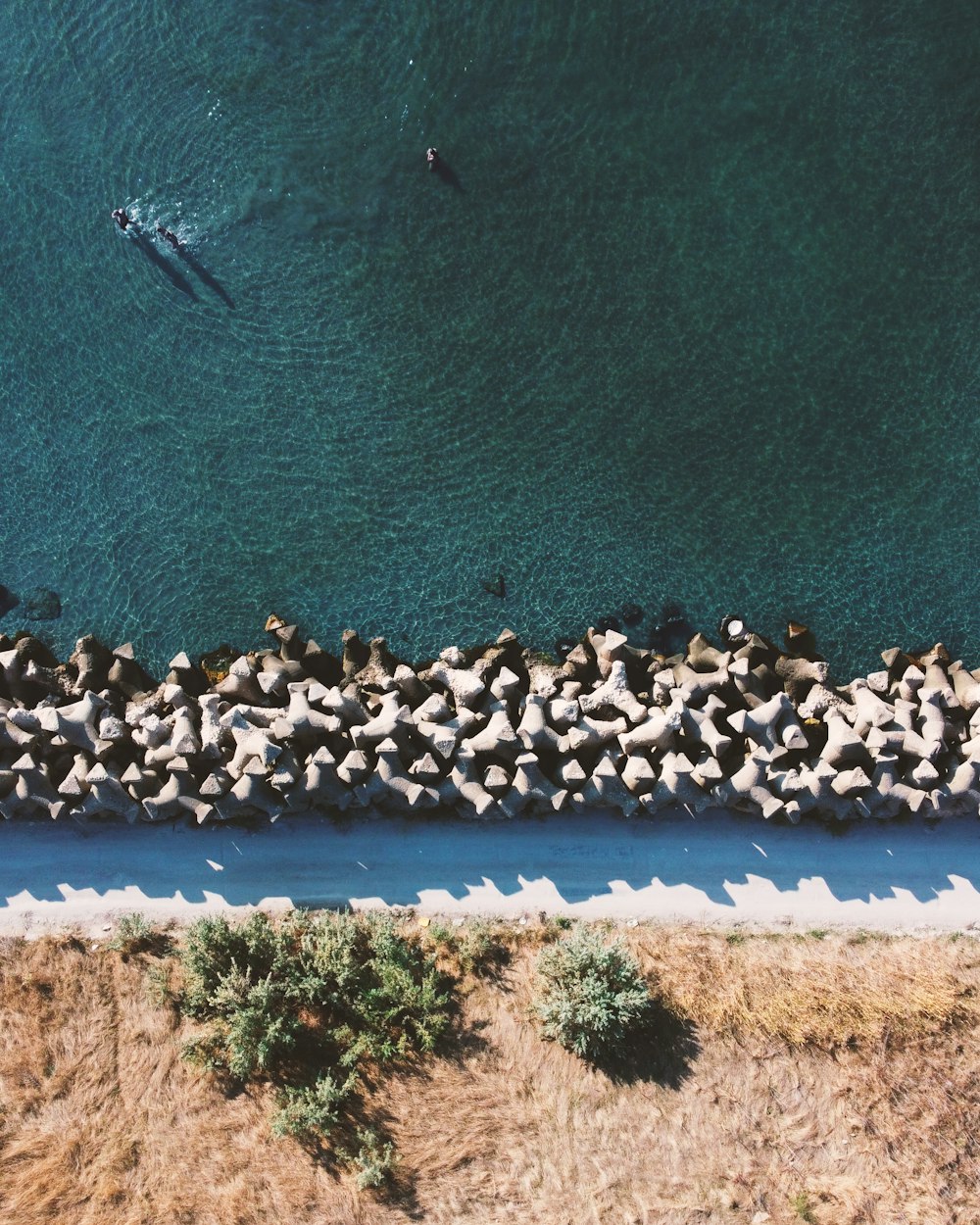 a group of birds on a beach